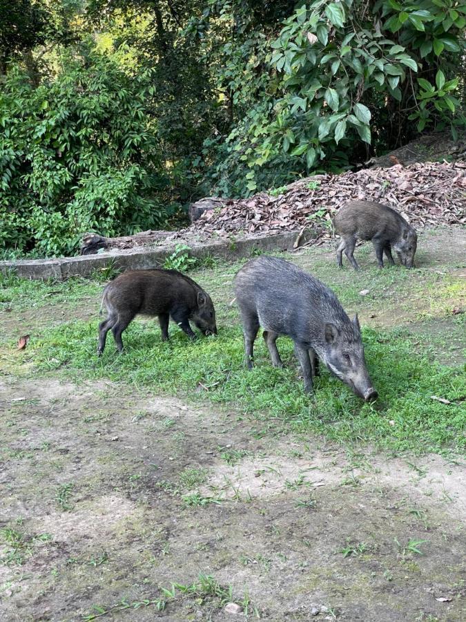 Hotel Chitwan Park Village Sauraha Dış mekan fotoğraf
