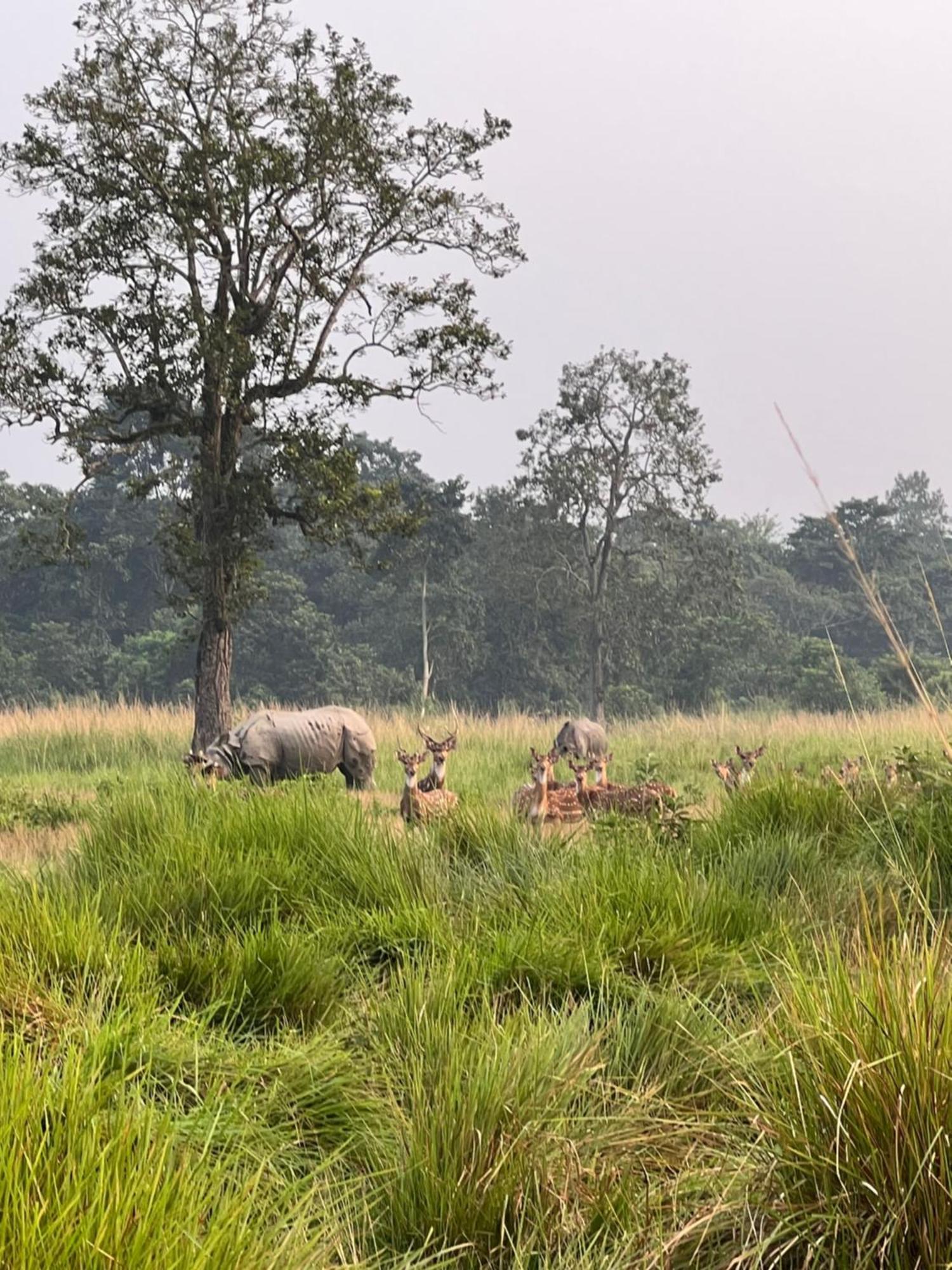 Hotel Chitwan Park Village Sauraha Dış mekan fotoğraf